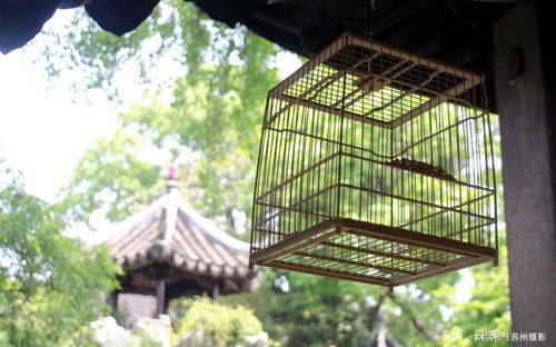 百余件鳥籠藝術(shù)精品亮相蘇州古典園林怡園