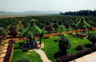 華輝實業(yè) 園林綠化 庭院綠化 綠植租擺