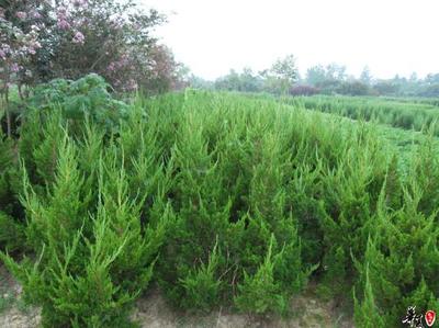 【龍柏,龍柏價(jià)格,河南龍柏,潢川龍柏】?jī)r(jià)格,廠家,圖片,灌木,河南開(kāi)元園林生態(tài)實(shí)業(yè)-