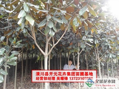 河南廣玉蘭_潢川廣玉蘭-河南開(kāi)元園林生態(tài)實(shí)業(yè)|全球花木網(wǎng)提供