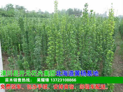 河南開(kāi)元園林生態(tài)實(shí)業(yè)