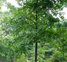 河南北方園林綠化實業