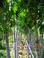 東莞黃花梨 名貴木材降香黃檀的市場價格與園林實(shí)業(yè)前景